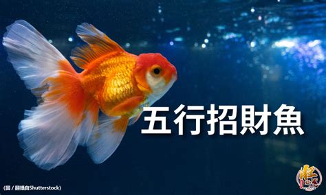 風水魚數量|風水魚：多少最旺宅？